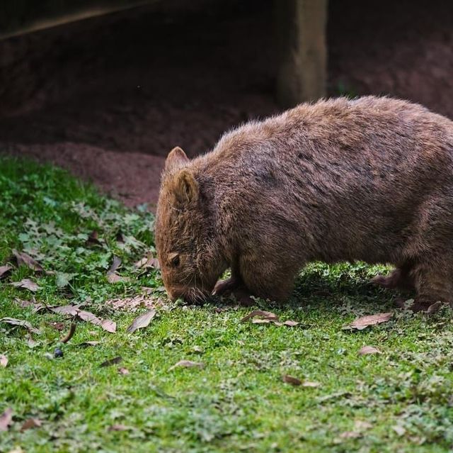 Phillip Island Wildlife Park 🇦🇺