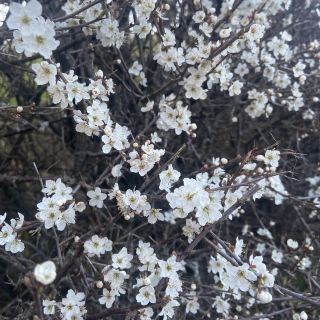 The Flowers of Wales