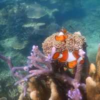 Karimunjava Island magic reef