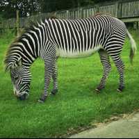 Woburn Car Safari - Perfect for animal lovers