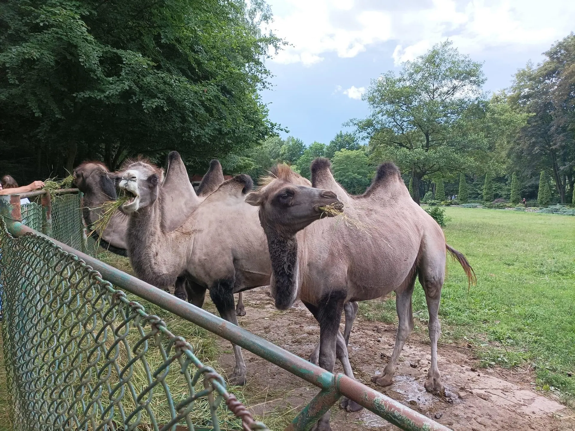 Зоопарк Гданьска Олива 🦏🦒
