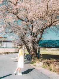 🌸 구례 산수유 마을 🌼