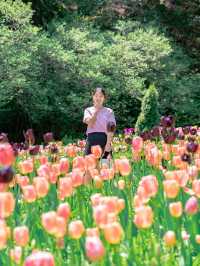 🌷 아침고요수목원 🌺