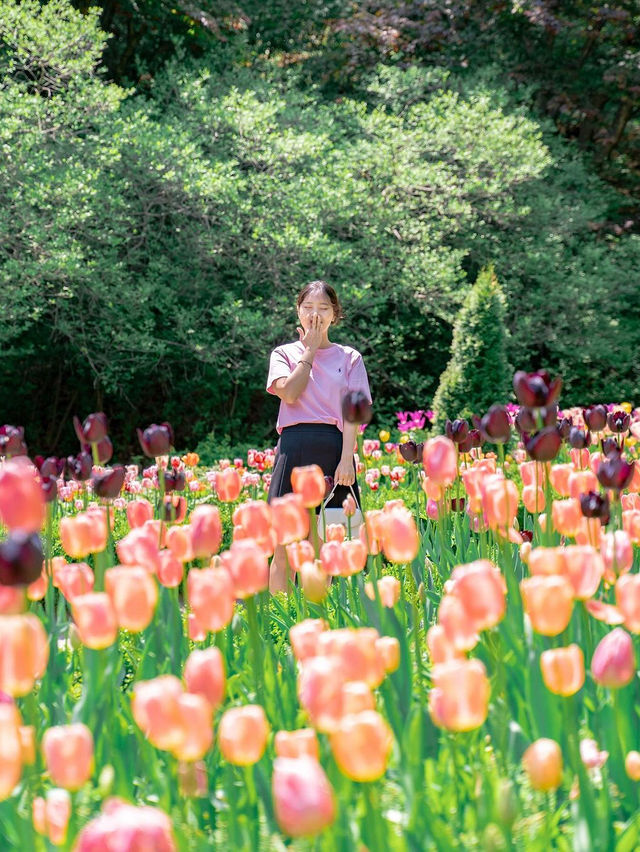 🌷 아침고요수목원 🌺