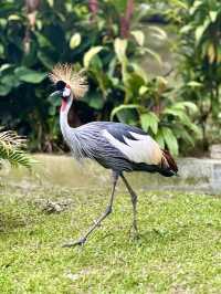 📍Kuala Lumpur Bird Park, Malaysia