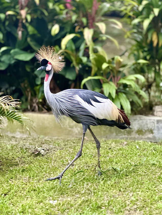 📍Kuala Lumpur Bird Park, Malaysia