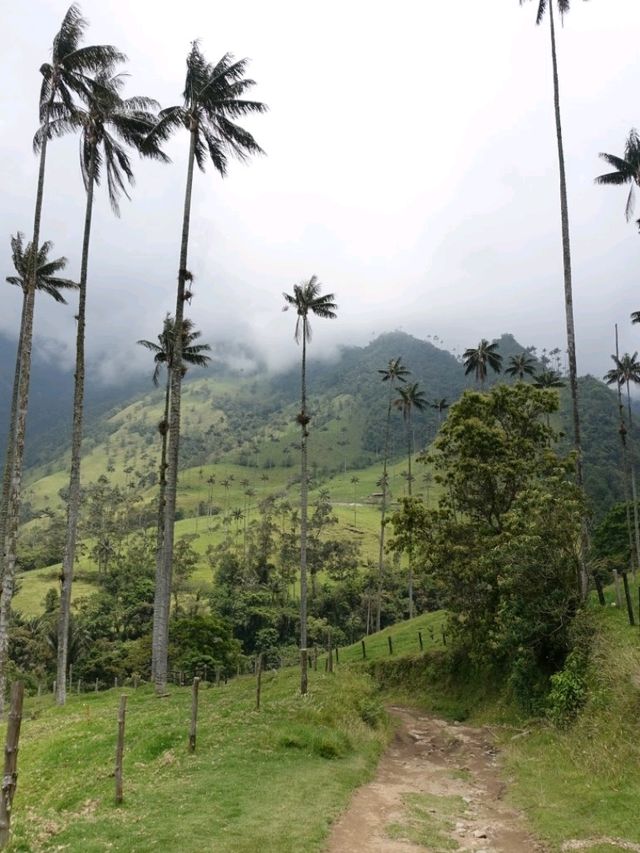 Cocora valley 