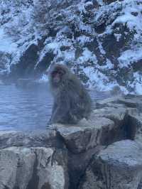 Day Trip from Tokyo to See the Snow Monkeys 🐒