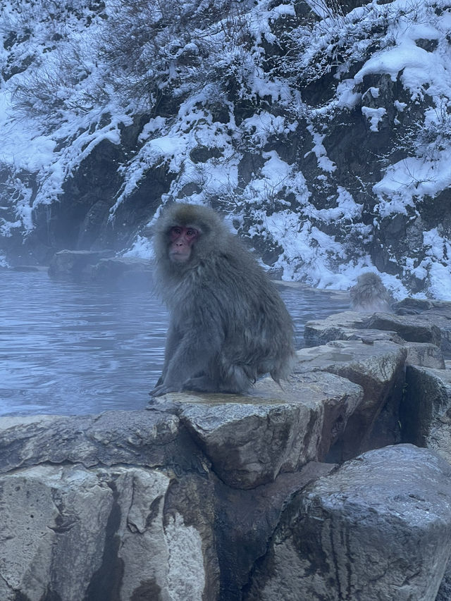 Day Trip from Tokyo to See the Snow Monkeys 🐒