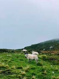 Epic Ireland Road Trip: Nature’s Wonders & A Stop in Derry 🌿🚗