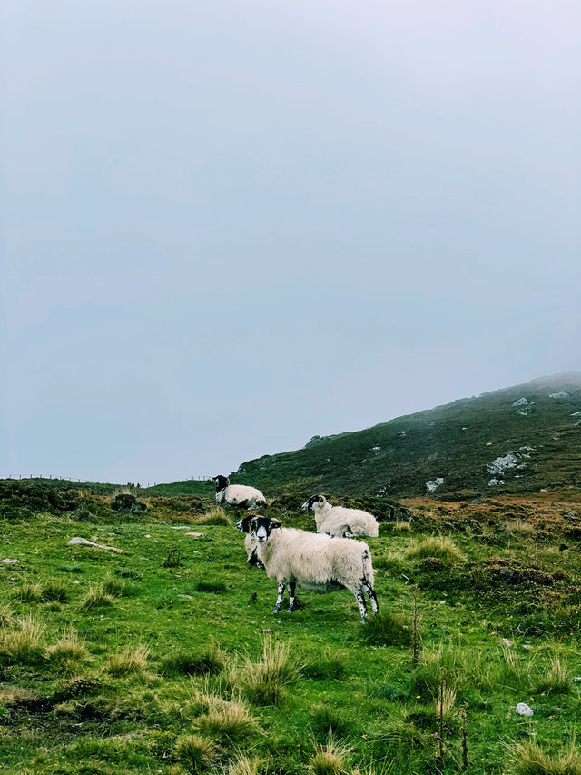 Epic Ireland Road Trip: Nature’s Wonders & A Stop in Derry 🌿🚗