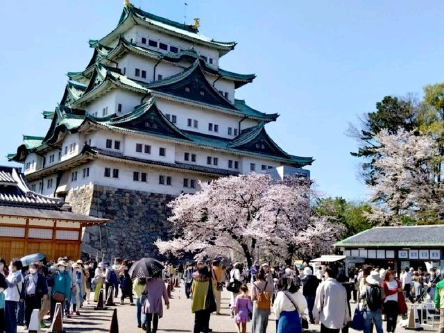 櫻花之地名古屋城