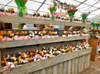 A Lovely Spring Day at Tulley's Tulip Farm, Hatton