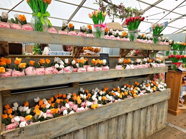 A Lovely Spring Day at Tulley's Tulip Farm, Hatton