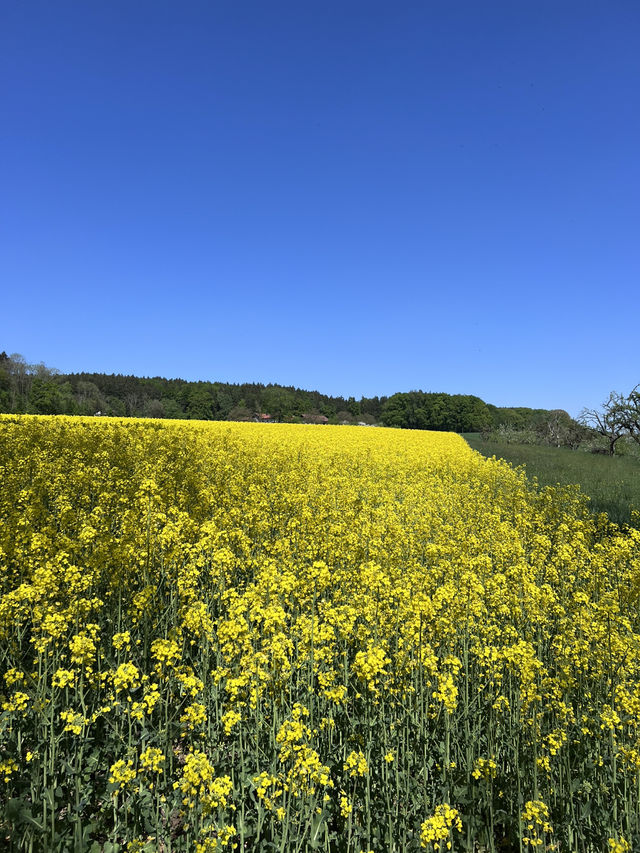 **Egglsee in Ebersberg：湖光森林裡的隱藏版療癒時光**  