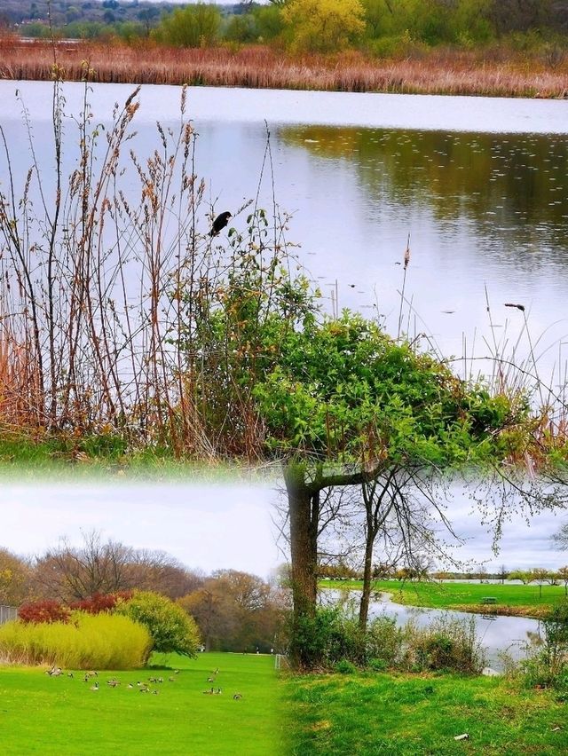 Lake Wingra湖畔徒步