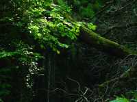 Dolgoch Waterfall - a hidden gem located within Snowdonia’s beautiful national park 