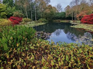 สวนโรสโมร์ของ RHS (Royal Horticultural Society) สวยงามอย่างอ่อนโยนและสงบเงียบในช่วงฤดูใบไม้ร่วง 🍂🌿✨