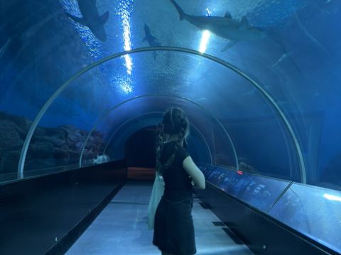 シンガポールのS.E.A.アクアリウムを見逃してはいけない理由。 | Trip 