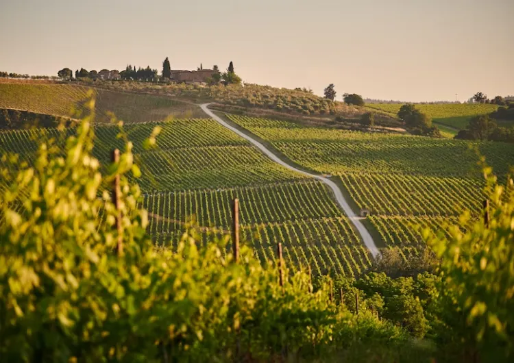 6 de los mejores destinos vinícolas