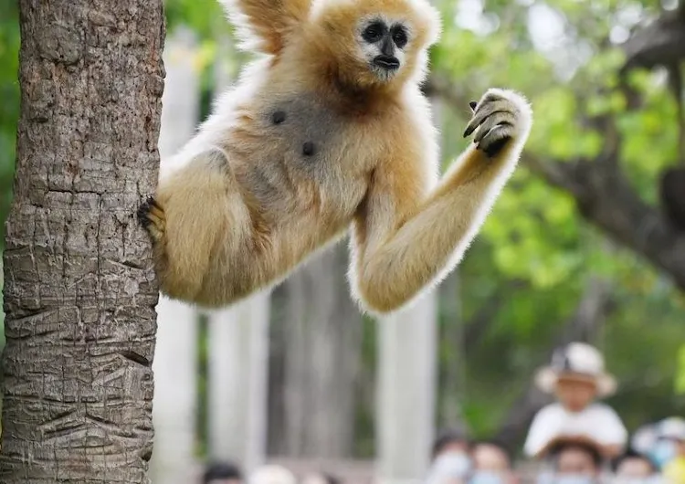 【深圳動物園】2023深圳野生動物園攻略 門票+4大園區+推薦景點+表演時間表