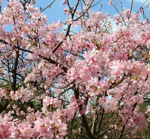陽明山花季 | 櫻花季