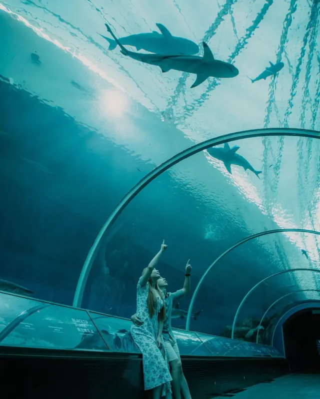 新加坡海洋生態館