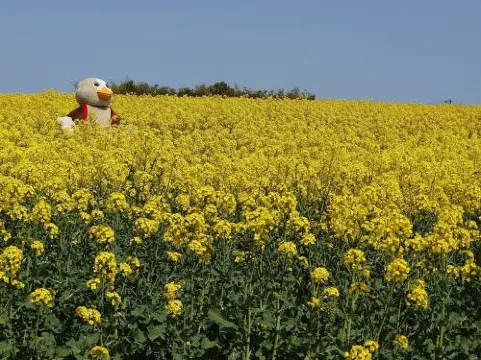 ひまわりの丘(宮城)