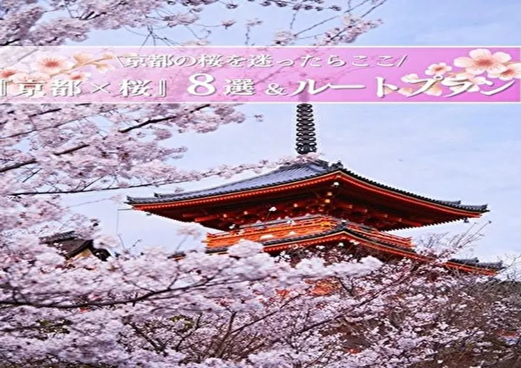 迷ったらここいって！！京都の桜 8選＆1dayプラン