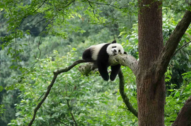 Giant Pandas