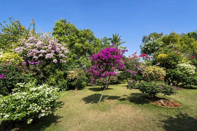 xishuangbanna china jinghong tropical flower garden