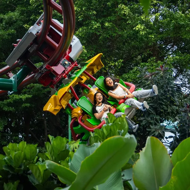 天空飛龍（Canopy Flyer）