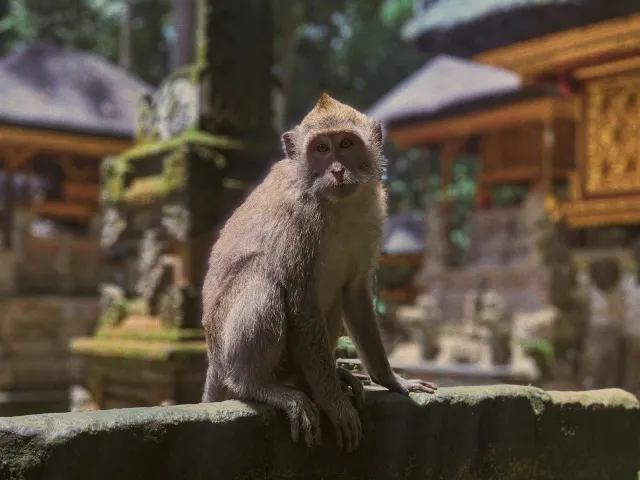 발리 여행 원숭이 사원