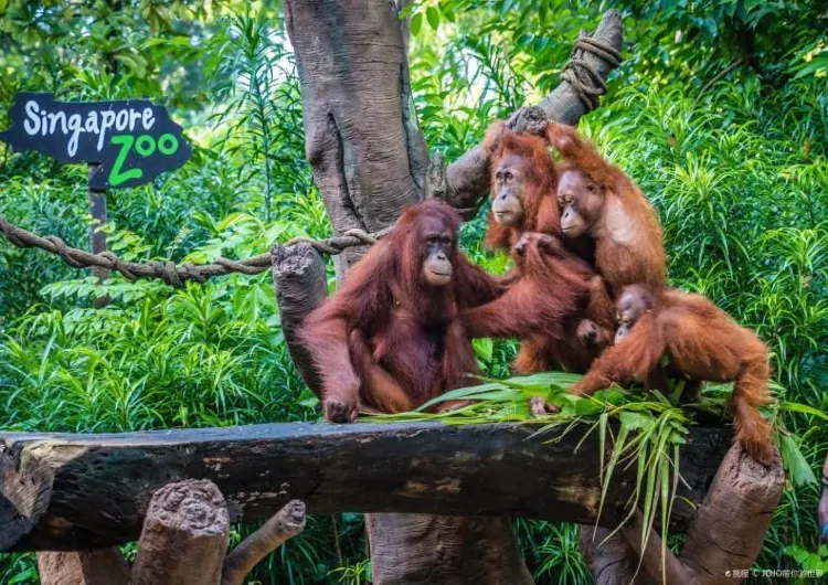 Visiting Singapore zoo: A real treat for wildlife lovers