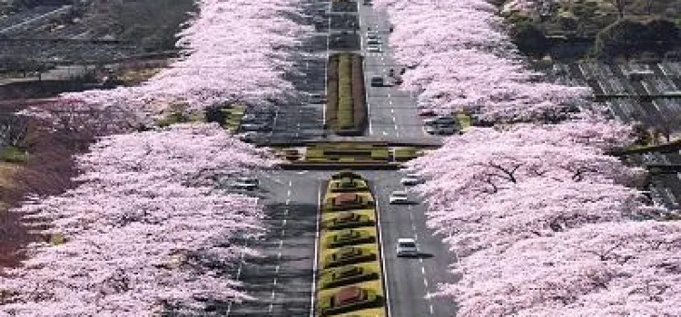 全国のオススメ桜スポット紹介！第2弾！