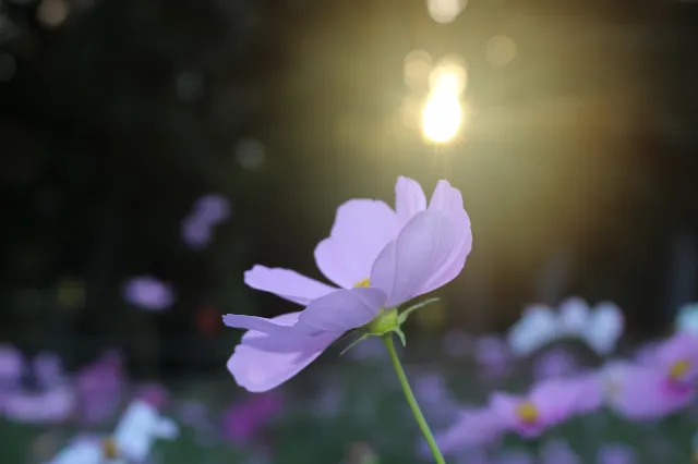 가을 여행 올림픽공원