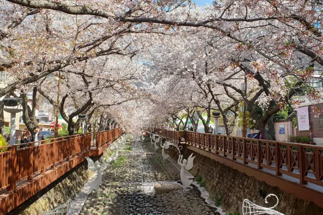 2025 진해군항제 벚꽃