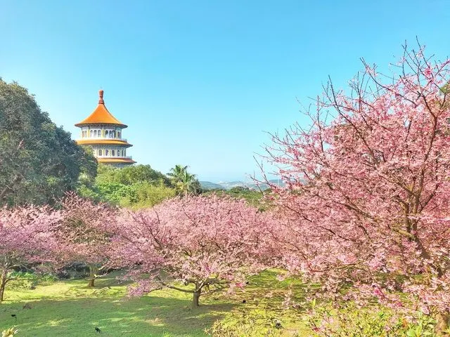 天元宮櫻花