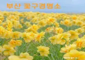 부산 꽃구경 명소 모음.zip