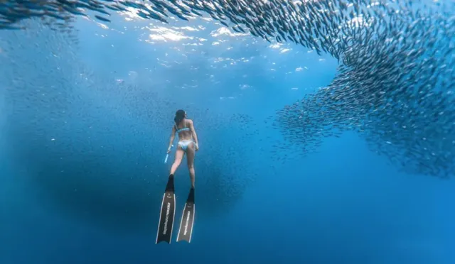 필리핀 보홀 나팔링 포인트