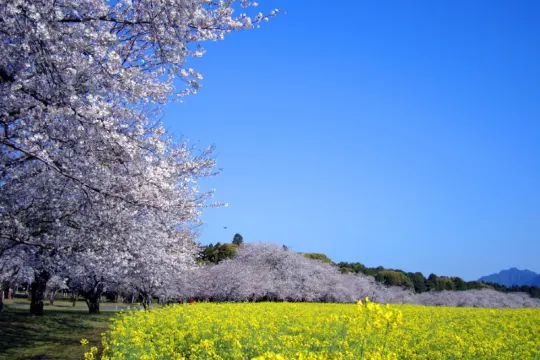 特別史跡公園 西都原古墳群