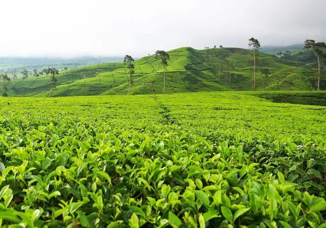 kebun teh photo