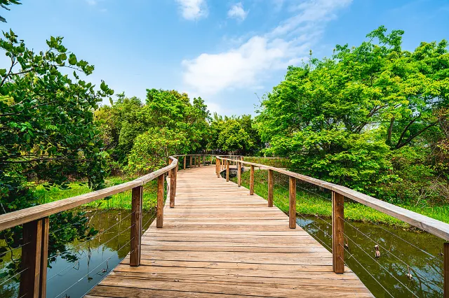 Hong Kong Wetland Park wooden bridge trail