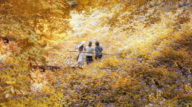 화담숲 약속의 다리