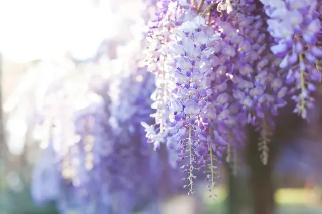 紫藤花
