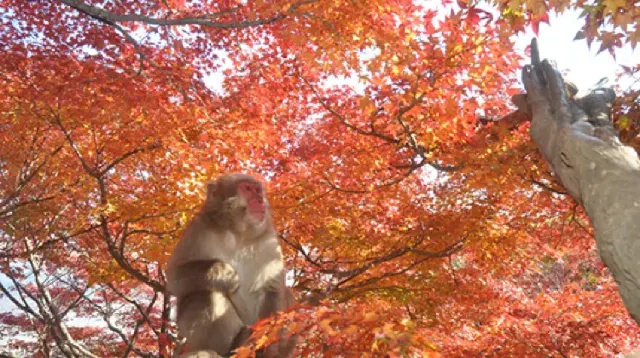 嵐山モンキーパークいわたやま