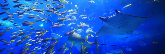 Okinawa Churaumi Aquarium opening hours