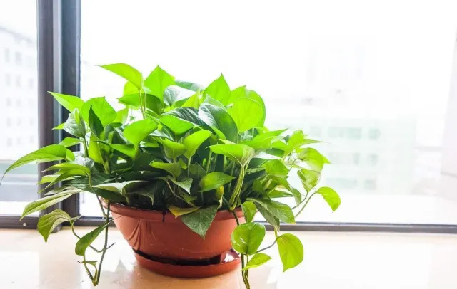 白露開運 綠植轉運