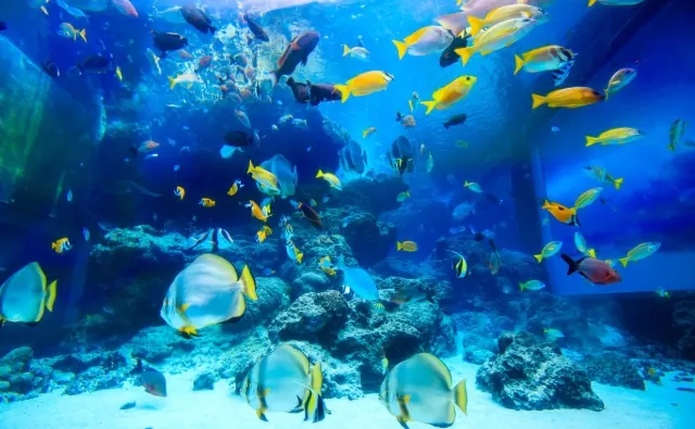 沖縄美ら海水族館