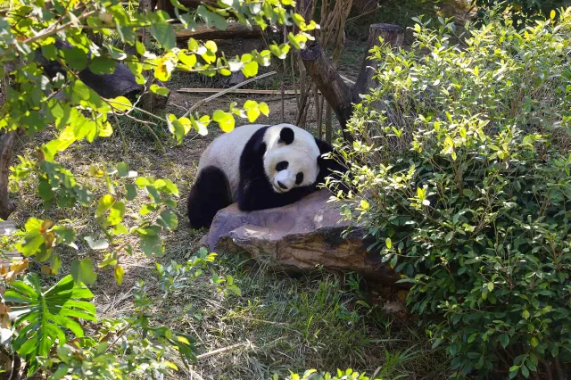 Ocean Park Hong Kong